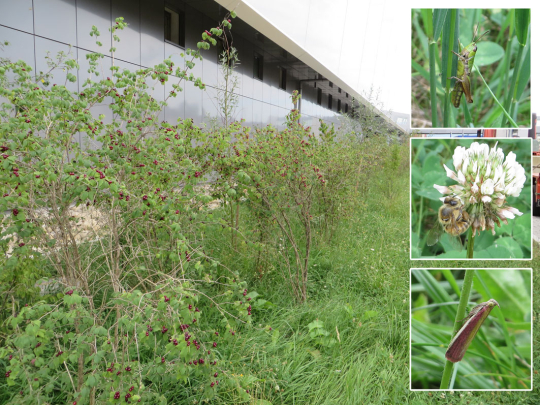 Pflanzstreifen, Blumenwiese und dort gefundene Insekten